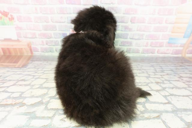 埼玉県のゴールデンドゥードゥル(ゴールデン×プードル) (Coo&RIKU川口戸塚店/2026年2月24日生まれ/女の子/シルバー)の子犬の4枚目の画像