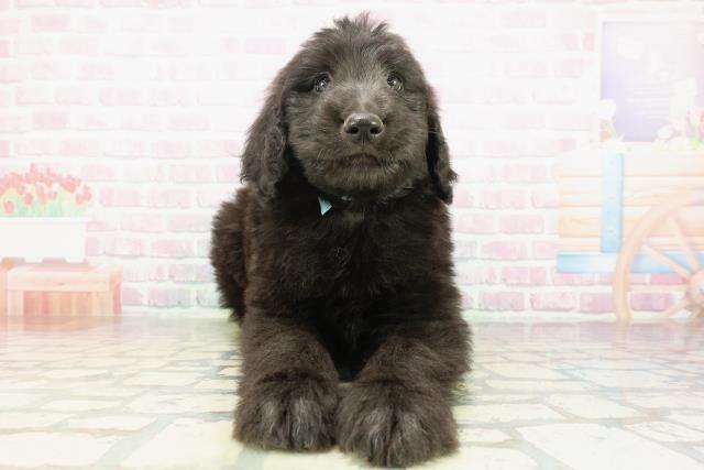 福島県のゴールデンドゥードゥル(ゴールデン×プードル) (Coo&RIKUいわき店/2026年2月24日生まれ/男の子/シルバー)の子犬