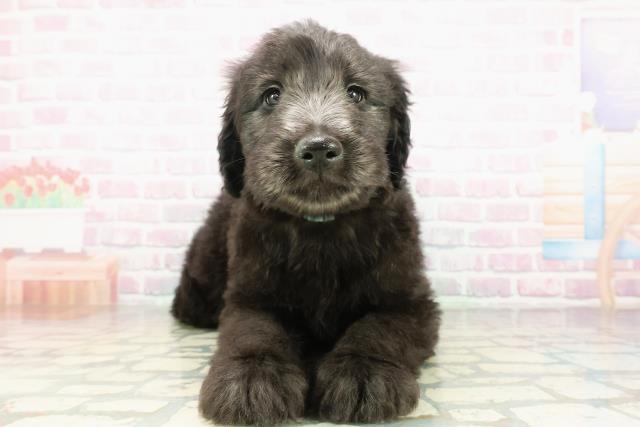 神奈川県のゴールデンドゥードゥル(ゴールデン×プードル) (Coo&RIKU藤沢店/2026年2月24日生まれ/男の子/シルバー)の子犬の1枚目の画像