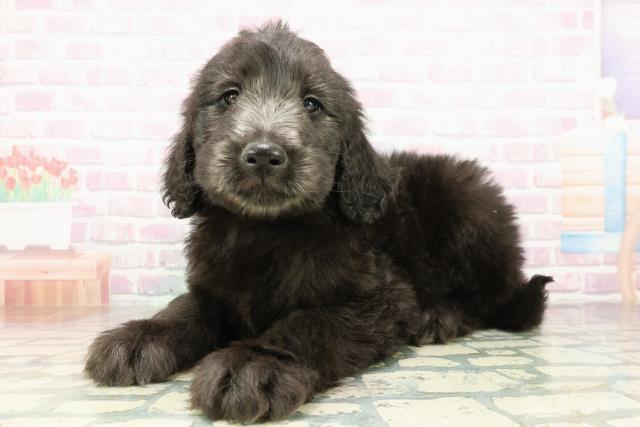 神奈川県のゴールデンドゥードゥル(ゴールデン×プードル) (Coo&RIKU藤沢店/2026年2月24日生まれ/男の子/シルバー)の子犬の2枚目の画像