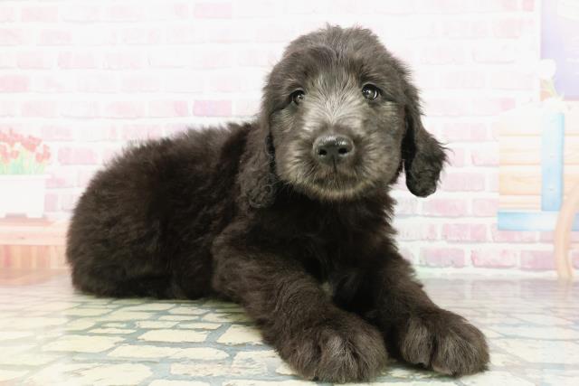 神奈川県のゴールデンドゥードゥル(ゴールデン×プードル) (Coo&RIKU藤沢店/2026年2月24日生まれ/男の子/シルバー)の子犬の3枚目の画像