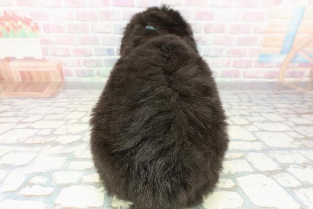 神奈川県のゴールデンドゥードゥル(ゴールデン×プードル) (Coo&RIKU藤沢店/2026年2月24日生まれ/男の子/シルバー)の子犬の4枚目の画像