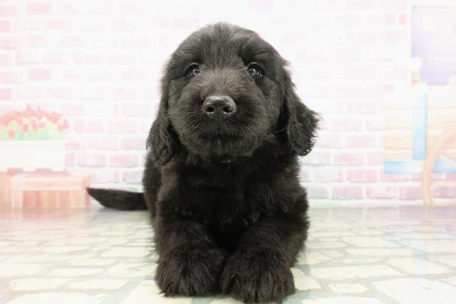 埼玉県のゴールデンドゥードゥル(ゴールデン×プードル) (Coo&RIKU春日部店/2026年2月24日生まれ/男の子/ブラック)の子犬の1枚目の画像