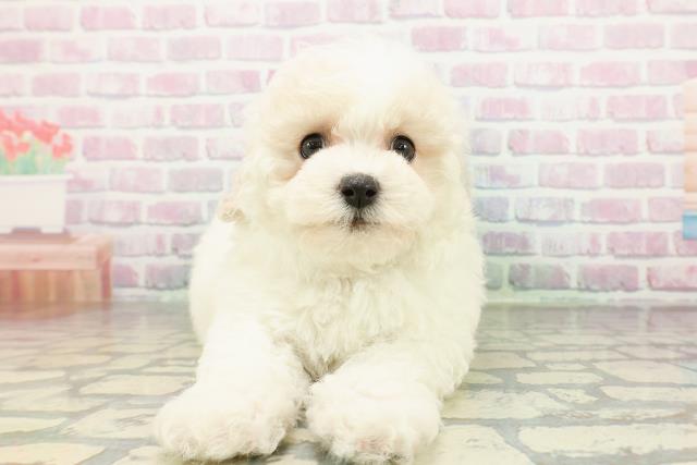 神奈川県のビションフリーゼ (Coo&RIKU藤沢店/2026年2月20日生まれ/女の子/ホワイト)の子犬の1枚目の画像