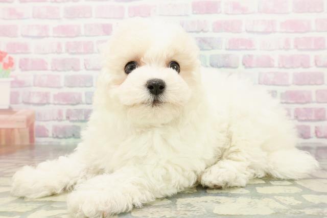 神奈川県のビションフリーゼ (Coo&RIKU藤沢店/2026年2月20日生まれ/女の子/ホワイト)の子犬の2枚目の画像