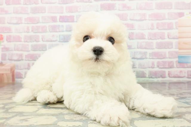 神奈川県のビションフリーゼ (Coo&RIKU藤沢店/2026年2月20日生まれ/女の子/ホワイト)の子犬の3枚目の画像