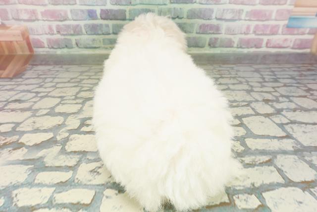 神奈川県のビションフリーゼ (Coo&RIKU藤沢店/2026年2月20日生まれ/女の子/ホワイト)の子犬の4枚目の画像