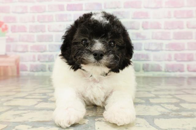 東京都のトイプードル(トイ) (Coo&RIKU東久留米店/2026年2月22日生まれ/女の子/ホワイトブラック)の子犬の1枚目の画像