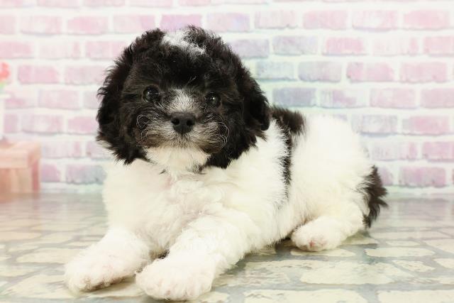 東京都のトイプードル(トイ) (Coo&RIKU東久留米店/2026年2月22日生まれ/女の子/ホワイトブラック)の子犬の2枚目の画像