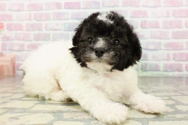 東京都のトイプードル(トイ) (Coo&RIKU東久留米店/2026年2月22日生まれ/女の子/ホワイトブラック)の子犬の3枚目の画像