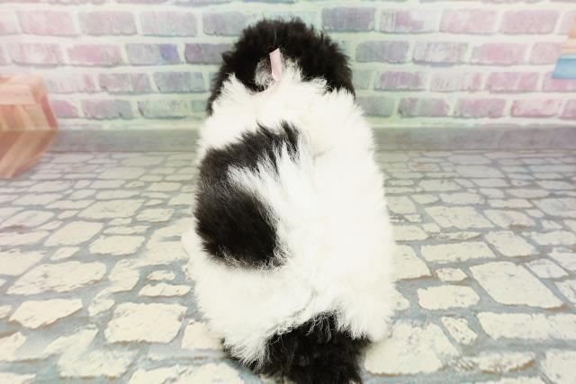 東京都のトイプードル(トイ) (Coo&RIKU東久留米店/2026年2月22日生まれ/女の子/ホワイトブラック)の子犬の4枚目の画像