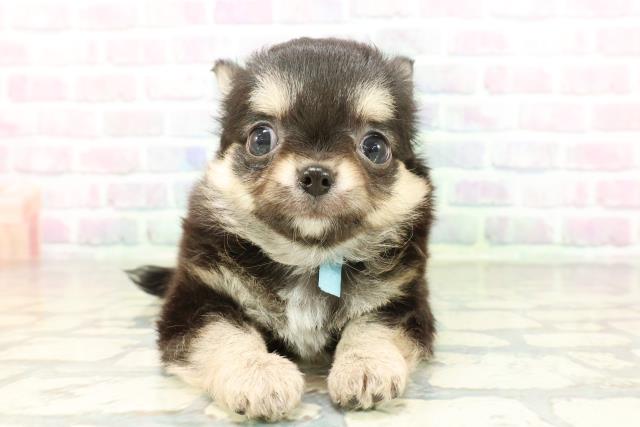 チワワ（ロングコート）