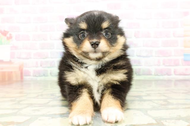 山形県のポメチワ/チワポメ/ポメチー(ポメラニアン×チワワ) (Coo&RIKUイオンタウン酒田店/2026年2月22日生まれ/女の子/ブラックタンホワイト)の子犬の1枚目の画像