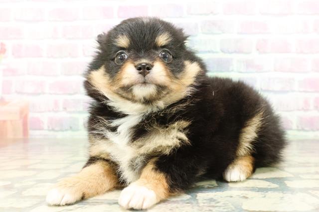 山形県のポメチワ/チワポメ/ポメチー(ポメラニアン×チワワ) (Coo&RIKUイオンタウン酒田店/2026年2月22日生まれ/女の子/ブラックタンホワイト)の子犬の2枚目の画像