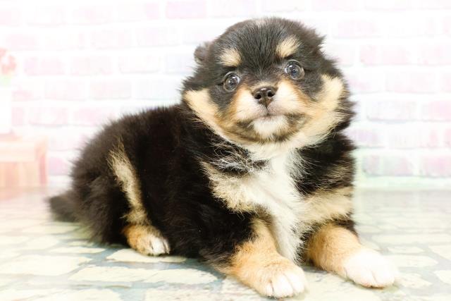 山形県のポメチワ/チワポメ/ポメチー(ポメラニアン×チワワ) (Coo&RIKUイオンタウン酒田店/2026年2月22日生まれ/女の子/ブラックタンホワイト)の子犬の3枚目の画像