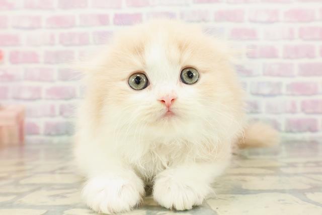 石川県のスコティッシュフォールド (Coo&RIKUイオン野々市南店/2026年2月24日生まれ/女の子/クリームタビーホワイト)の子猫の1枚目の画像