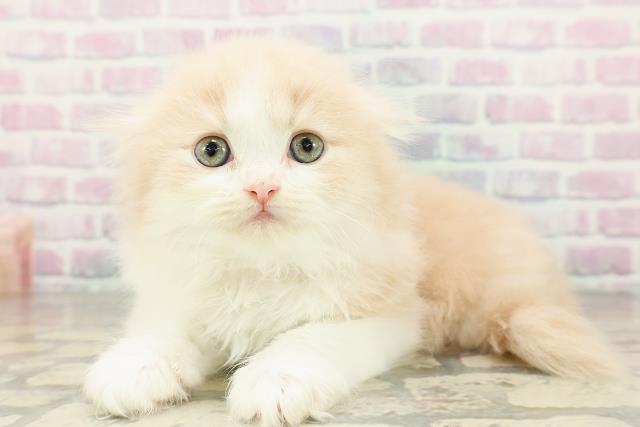 石川県のスコティッシュフォールド (Coo&RIKUイオン野々市南店/2026年2月24日生まれ/女の子/クリームタビーホワイト)の子猫の2枚目の画像