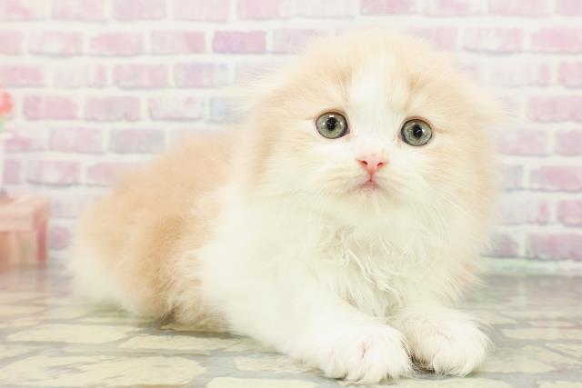 石川県のスコティッシュフォールド (Coo&RIKUイオン野々市南店/2026年2月24日生まれ/女の子/クリームタビーホワイト)の子猫の3枚目の画像