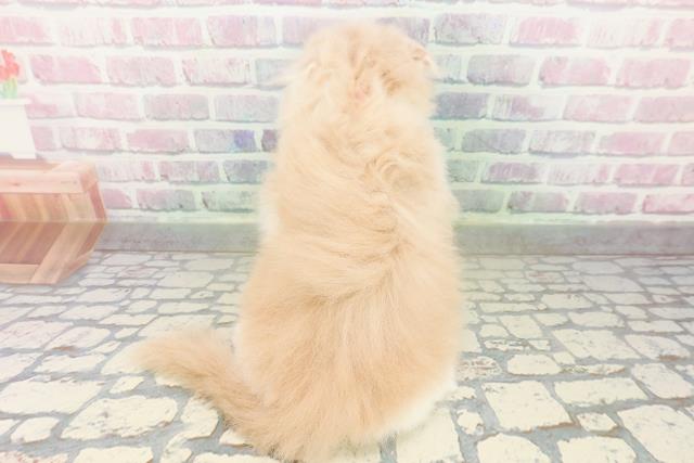 石川県のスコティッシュフォールド (Coo&RIKUイオン野々市南店/2026年2月24日生まれ/女の子/クリームタビーホワイト)の子猫の4枚目の画像