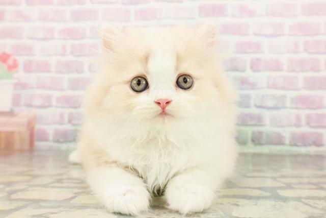 長野県のスコティッシュフォールド (Coo&RIKU綿半上田店/2026年2月24日生まれ/女の子/クリームタビーホワイト)の子猫