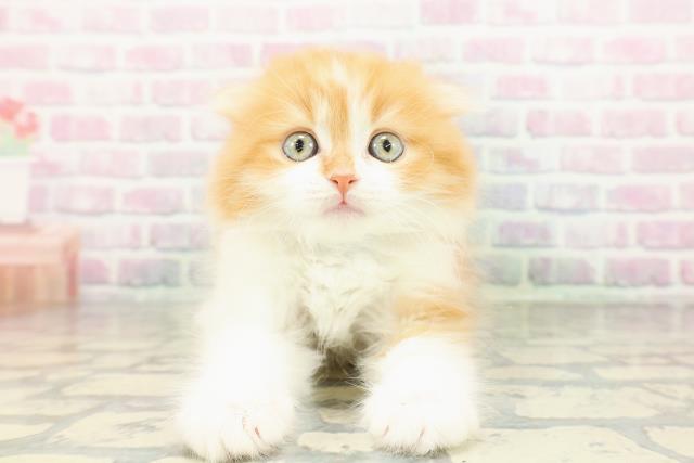 埼玉県のスコティッシュフォールド (Coo&RIKU大宮店/2026年2月17日生まれ/男の子/レッドタビーホワイト)の子猫の1枚目の画像