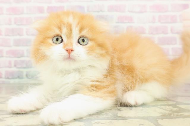 埼玉県のスコティッシュフォールド (Coo&RIKU大宮店/2026年2月17日生まれ/男の子/レッドタビーホワイト)の子猫の2枚目の画像