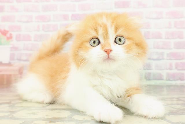 埼玉県のスコティッシュフォールド (Coo&RIKU大宮店/2026年2月17日生まれ/男の子/レッドタビーホワイト)の子猫の3枚目の画像