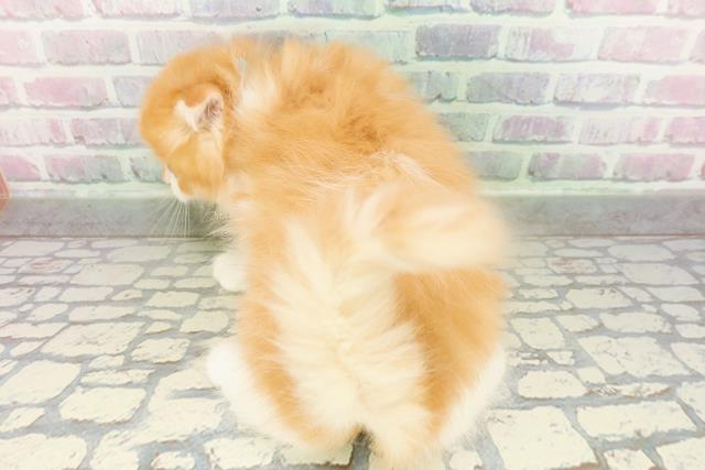 埼玉県のスコティッシュフォールド (Coo&RIKU大宮店/2026年2月17日生まれ/男の子/レッドタビーホワイト)の子猫の4枚目の画像