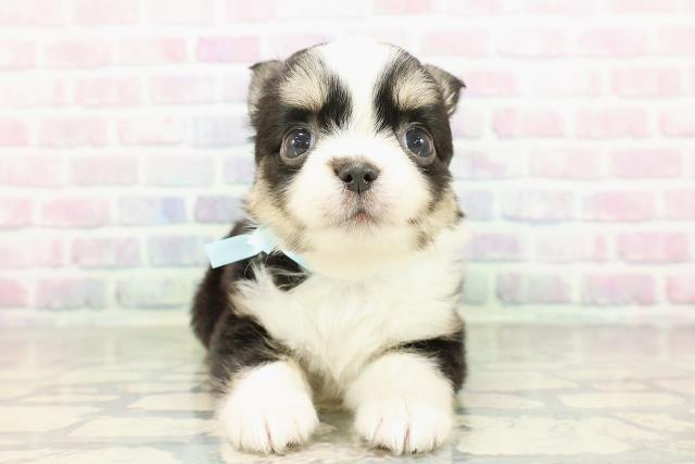 チワワ（ロングコート）