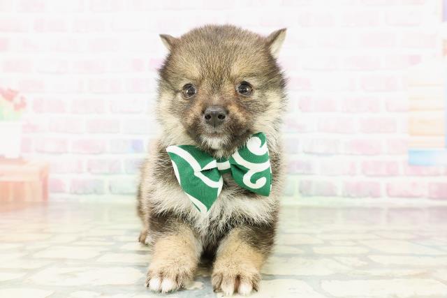 埼玉県の豆柴 (Coo&RIKU桶川店/2026年2月18日生まれ/男の子/胡麻)の子犬の1枚目の画像