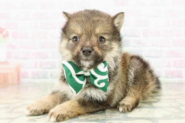 埼玉県の豆柴 (Coo&RIKU桶川店/2026年2月18日生まれ/男の子/胡麻)の子犬の2枚目の画像