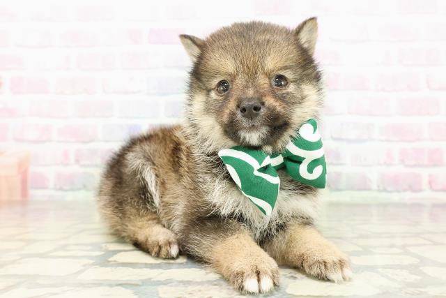 埼玉県の豆柴 (Coo&RIKU桶川店/2026年2月18日生まれ/男の子/胡麻)の子犬の3枚目の画像