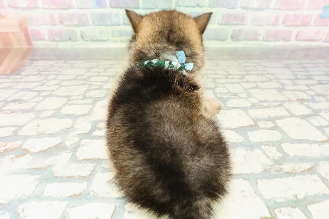 埼玉県の豆柴 (Coo&RIKU桶川店/2026年2月18日生まれ/男の子/胡麻)の子犬の4枚目の画像