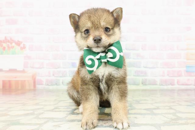 埼玉県の豆柴 (Coo&RIKU川口戸塚店/2026年2月18日生まれ/女の子/胡麻)の子犬の1枚目の画像