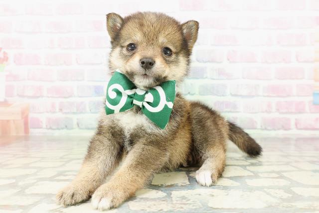 埼玉県の豆柴 (Coo&RIKU川口戸塚店/2026年2月18日生まれ/女の子/胡麻)の子犬の2枚目の画像