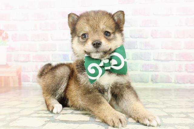 埼玉県の豆柴 (Coo&RIKU川口戸塚店/2026年2月18日生まれ/女の子/胡麻)の子犬の3枚目の画像