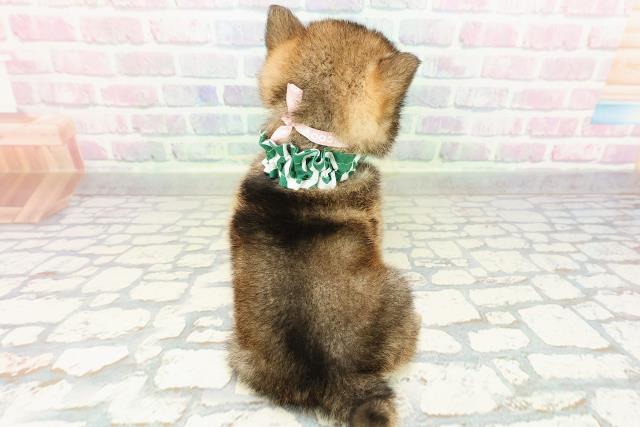 埼玉県の豆柴 (Coo&RIKU川口戸塚店/2026年2月18日生まれ/女の子/胡麻)の子犬の4枚目の画像