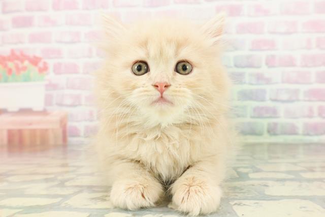 東京都のサイベリアン (Coo&RIKU中野サンモール店/2026年2月22日生まれ/男の子/クリームタビー)の子猫の1枚目の画像