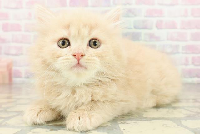 東京都のサイベリアン (Coo&RIKU中野サンモール店/2026年2月22日生まれ/男の子/クリームタビー)の子猫の2枚目の画像