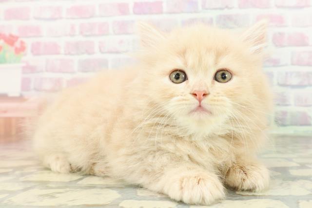 東京都のサイベリアン (Coo&RIKU中野サンモール店/2026年2月22日生まれ/男の子/クリームタビー)の子猫の3枚目の画像