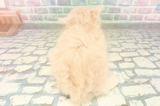 東京都のサイベリアン (Coo&RIKU中野サンモール店/2026年2月22日生まれ/男の子/クリームタビー)の子猫の4枚目の画像