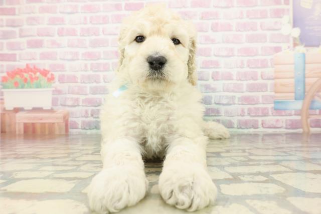 神奈川県のスタンダードプードル (Coo&RIKU横須賀店/2026年2月23日生まれ/男の子/ホワイト)の子犬の1枚目の画像
