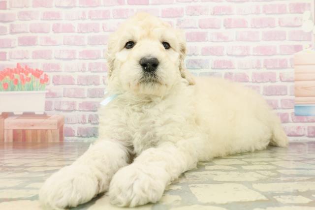 神奈川県のスタンダードプードル (Coo&RIKU横須賀店/2026年2月23日生まれ/男の子/ホワイト)の子犬の2枚目の画像