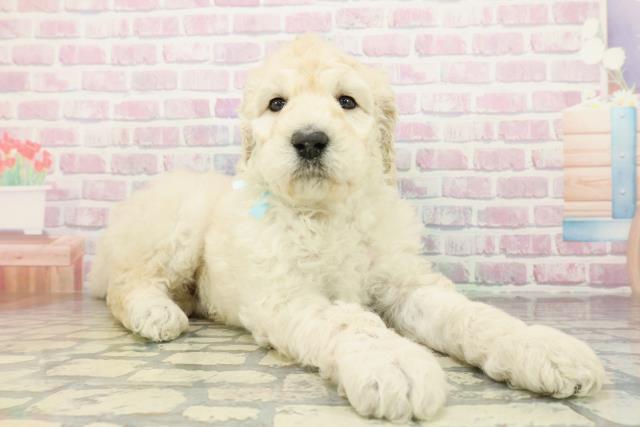 神奈川県のスタンダードプードル (Coo&RIKU横須賀店/2026年2月23日生まれ/男の子/ホワイト)の子犬の3枚目の画像