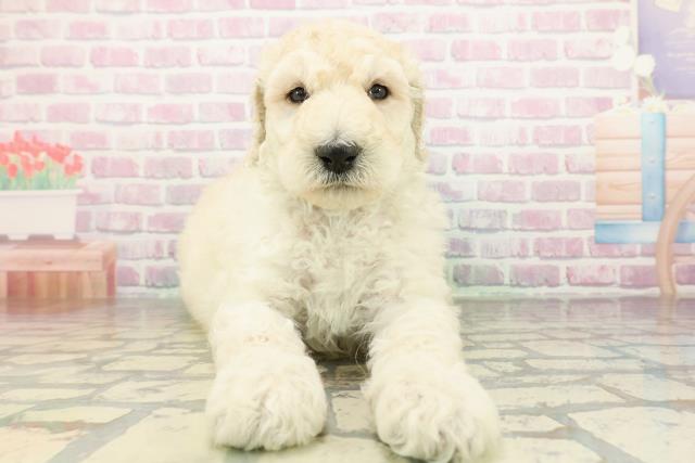 スタンダードプードル