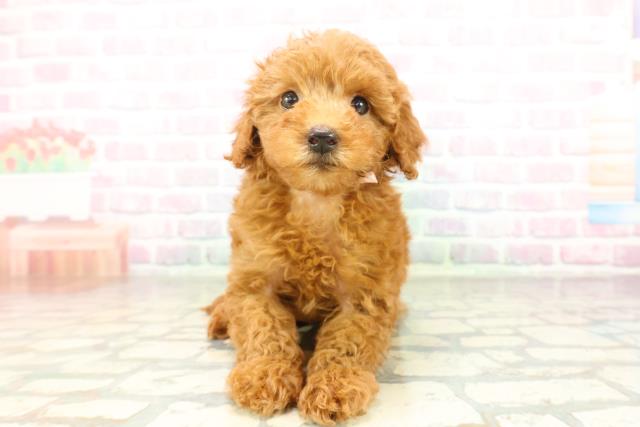 新潟県のトイプードル(トイ) (Coo&RIKUイオンモール新発田店/2026年2月22日生まれ/女の子/レッド)の子犬