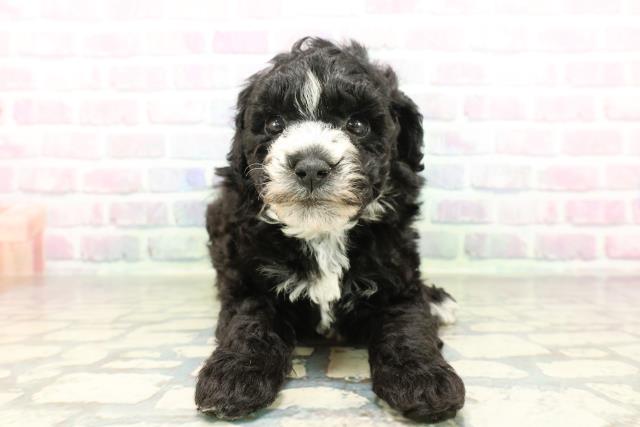 福島県のトイプードル(トイ) (Coo&RIKU会津若松店/2026年2月23日生まれ/男の子/ブラック)の子犬