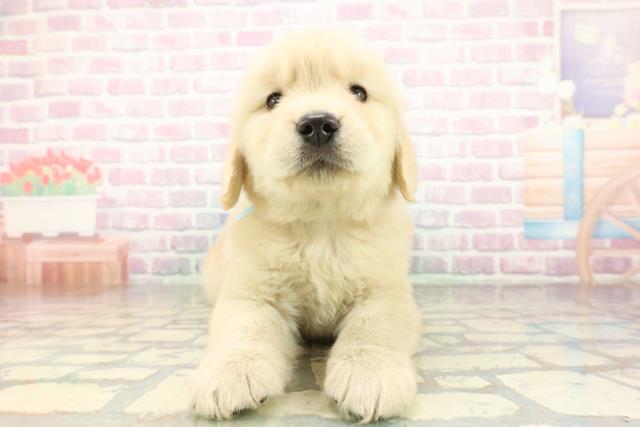 ゴールデン・レトリバー