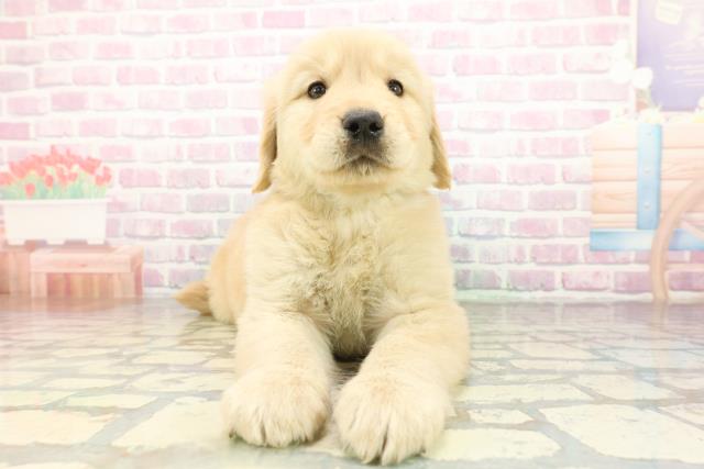 青森県のゴールデンレトリバー (Coo&RIKU青森店/2026年2月24日生まれ/男の子/ゴールデン)の子犬の1枚目の画像