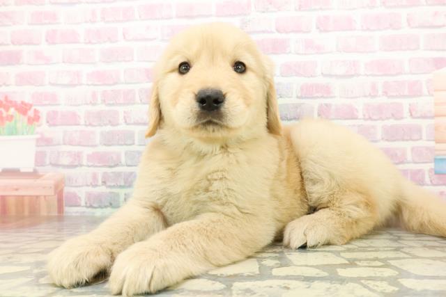 青森県のゴールデンレトリバー (Coo&RIKU青森店/2026年2月24日生まれ/男の子/ゴールデン)の子犬の2枚目の画像